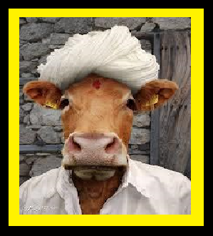 Widget_Gandhi Cow Face